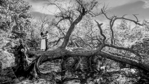 Sylvain LIENARD - LIENARD SYLVAIN PHOTOGRAPHIE